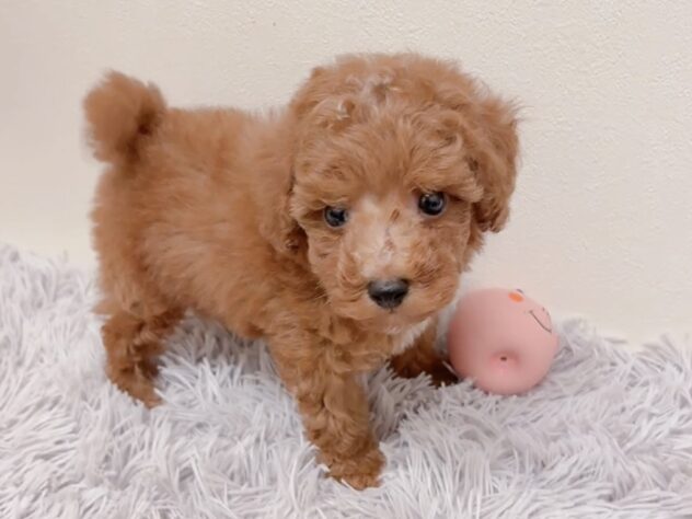 茨城県のトイプードル(トイ) (アミーゴ神栖店/2025年8月15日生まれ/男の子/レッド)の子犬の3枚目の画像