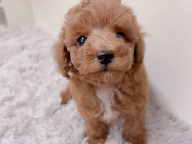 茨城県のトイプードル(トイ) (アミーゴ神栖店/2025年8月15日生まれ/男の子/レッド)の子犬の2枚目の画像