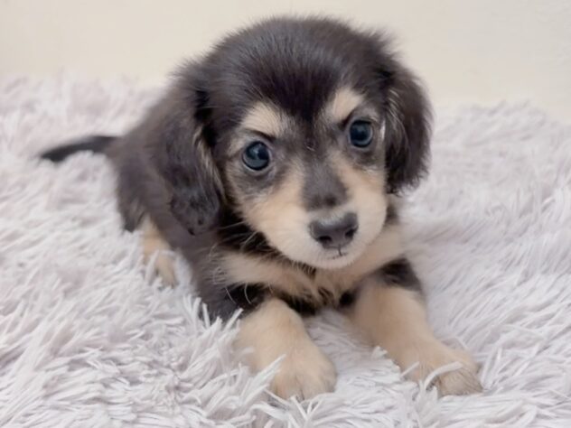 茨城県のカニンヘンダックスフンド(ロング) (アミーゴ神栖店/2025年9月6日生まれ/女の子/ブラックイエロー)の子犬の1枚目の画像