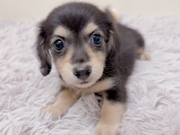 茨城県のカニンヘンダックスフンド(ロング) (アミーゴ神栖店/2025年9月6日生まれ/女の子/ブラックイエロー)の子犬の3枚目の画像