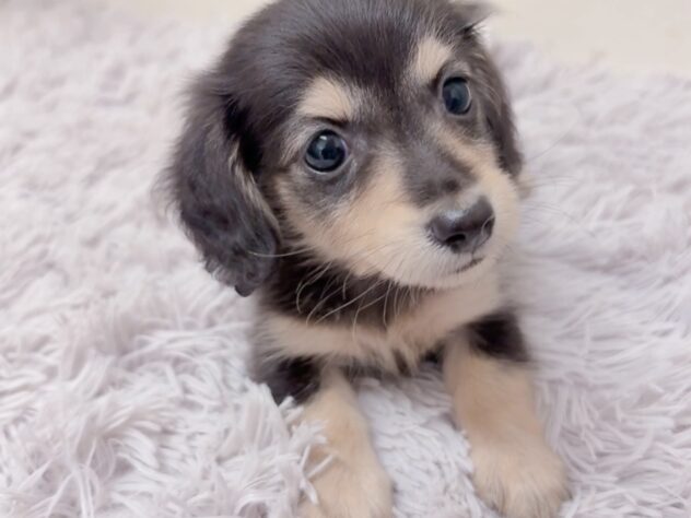 茨城県のカニンヘンダックスフンド(ロング) (アミーゴ神栖店/2025年9月6日生まれ/女の子/ブラックイエロー)の子犬の2枚目の画像