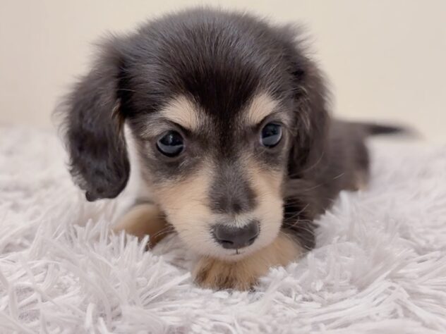 茨城県のカニンヘンダックスフンド(ロング) (アミーゴ神栖店/2025年9月6日生まれ/女の子/ブラックイエロー)の子犬の4枚目の画像