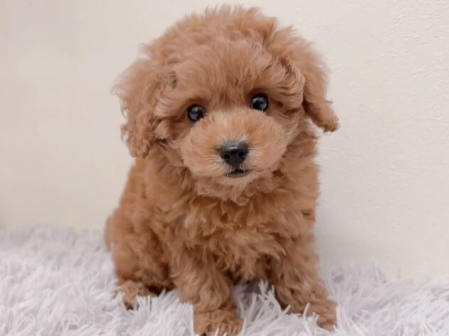 茨城県のトイプードル(トイ) (アミーゴ神栖店/2025年9月2日生まれ/女の子/レッド)の子犬の3枚目の画像