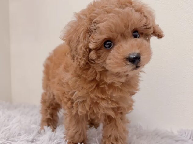 茨城県のトイプードル(トイ) (アミーゴ神栖店/2025年9月2日生まれ/女の子/レッド)の子犬の1枚目の画像