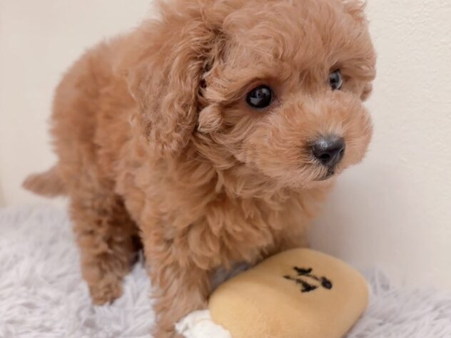 茨城県のトイプードル(トイ) (アミーゴ神栖店/2025年9月2日生まれ/女の子/レッド)の子犬の4枚目の画像