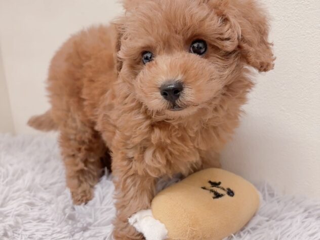 茨城県のトイプードル(トイ) (アミーゴ神栖店/2025年9月2日生まれ/女の子/レッド)の子犬の2枚目の画像