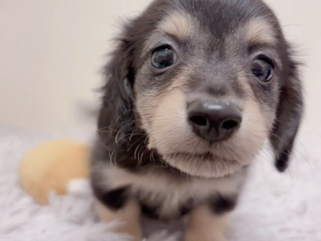 茨城県のカニンヘンダックスフンド(ロング) (アミーゴ神栖店/2025年9月6日生まれ/男の子/ブラックイエロー)の子犬の3枚目の画像