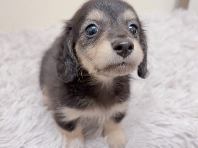 茨城県のカニンヘンダックスフンド(ロング) (アミーゴ神栖店/2025年9月6日生まれ/男の子/ブラックイエロー)の子犬の2枚目の画像