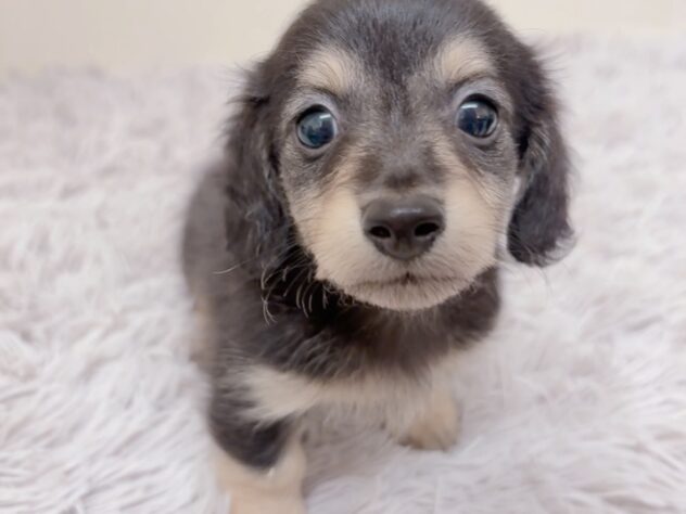 茨城県のカニンヘンダックスフンド(ロング) (アミーゴ神栖店/2025年9月6日生まれ/男の子/ブラックイエロー)の子犬の4枚目の画像