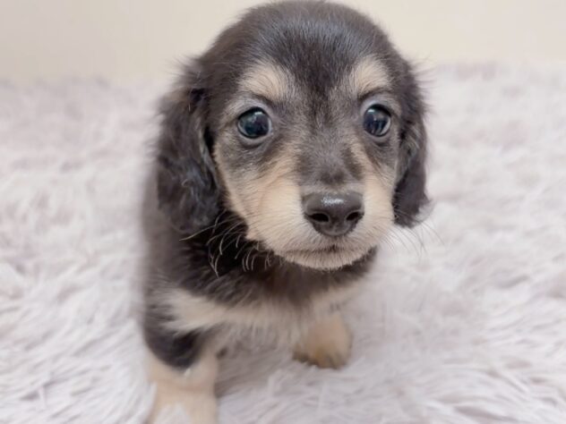 茨城県のカニンヘンダックスフンド(ロング) (アミーゴ神栖店/2025年9月6日生まれ/男の子/ブラックイエロー)の子犬の1枚目の画像