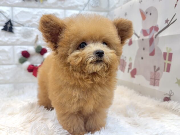 兵庫県のトイプードル(トイ) (ワンキャラット アミーゴ姫路飾磨店/2025年9月14日生まれ/男の子/オレンジフォーン)の子犬の4枚目の画像