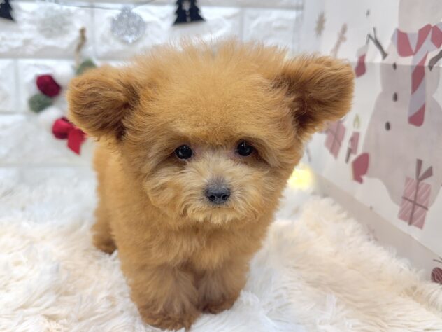 兵庫県のトイプードル(トイ) (ワンキャラット アミーゴ姫路飾磨店/2025年9月14日生まれ/男の子/オレンジフォーン)の子犬の3枚目の画像