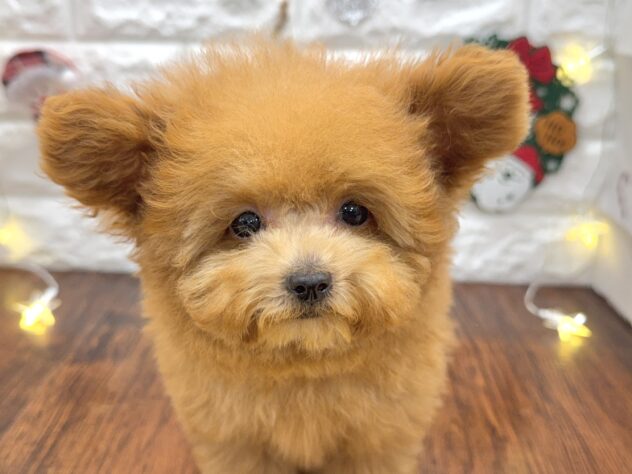 兵庫県のトイプードル(トイ) (ワンキャラット アミーゴ姫路飾磨店/2025年9月14日生まれ/男の子/オレンジフォーン)の子犬の1枚目の画像