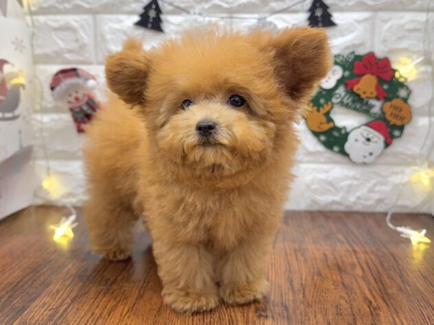 兵庫県のトイプードル(トイ) (ワンキャラット アミーゴ姫路飾磨店/2025年9月14日生まれ/男の子/オレンジフォーン)の子犬の2枚目の画像