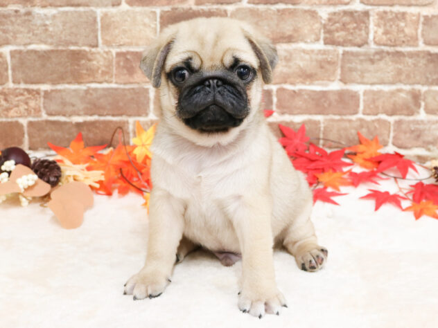 広島県のパグ (アミーゴ西条店/2025年9月10日生まれ/男の子/フォーン)の子犬の1枚目の画像