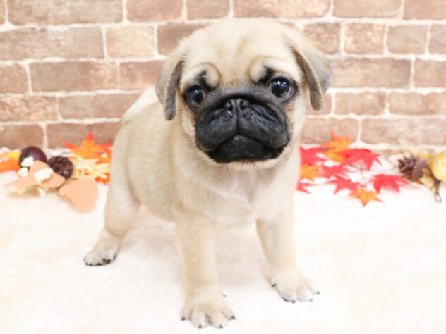 広島県のパグ (アミーゴ西条店/2025年9月10日生まれ/男の子/フォーン)の子犬の2枚目の画像