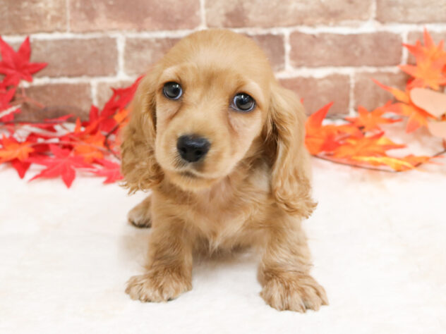 広島県のミニチュアダックスフンド(ロング) (アミーゴ西条店/2025年9月18日生まれ/女の子/ゴールド)の子犬の1枚目の画像