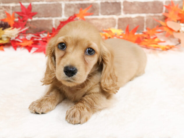 広島県のミニチュアダックスフンド(ロング) (アミーゴ西条店/2025年9月18日生まれ/女の子/ゴールド)の子犬の2枚目の画像