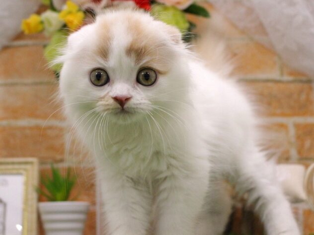 兵庫県のスコティッシュフォールド (ペット・プラザ アミーゴ明石魚住店/2025年7月13日生まれ/男の子/クリームタビーホワイト)の子猫の1枚目の画像