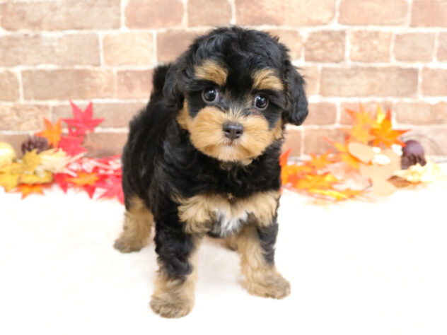 広島県のトイプードル(トイ) (アミーゴ西条店/2025年9月14日生まれ/女の子/ブラックタン)の子犬の2枚目の画像