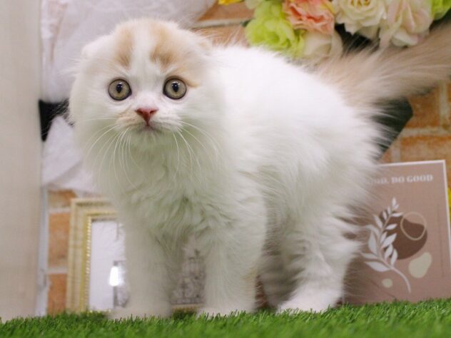 兵庫県のスコティッシュフォールド (ペット・プラザ アミーゴ明石魚住店/2025年7月13日生まれ/男の子/クリームタビーホワイト)の子猫の2枚目の画像