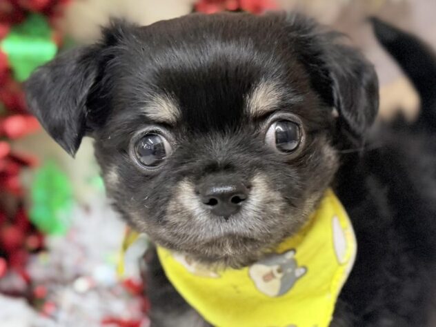 高知県のハーフ犬・ミックス犬 (ワンキャラット アミーゴ高知店/2025年9月8日生まれ/男の子/ブラックタン)の子犬の1枚目の画像