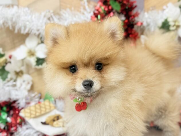 高知県のポメラニアン (ワンキャラット アミーゴ高知店/2025年8月28日生まれ/女の子/オレンジ)の子犬の3枚目の画像