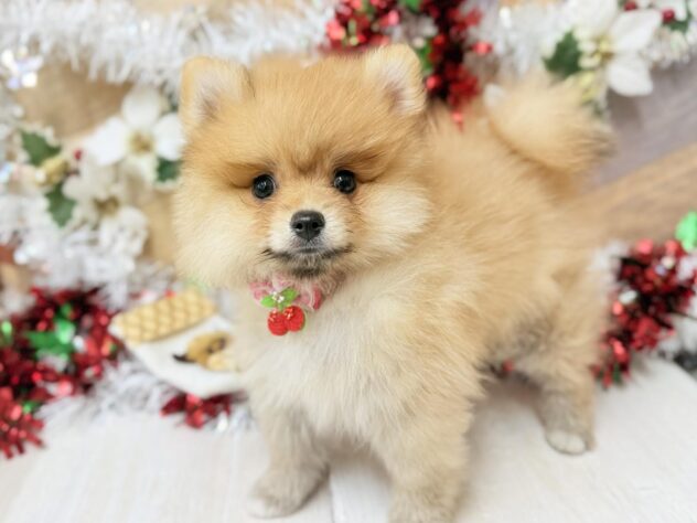 高知県のポメラニアン (ワンキャラット アミーゴ高知店/2025年8月28日生まれ/女の子/オレンジ)の子犬の2枚目の画像