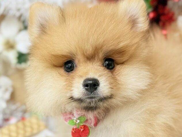 高知県のポメラニアン (ワンキャラット アミーゴ高知店/2025年8月28日生まれ/女の子/オレンジ)の子犬の1枚目の画像