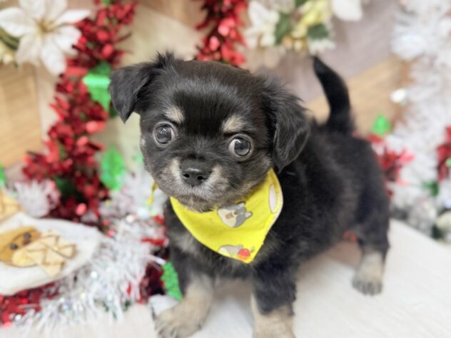 高知県のハーフ犬・ミックス犬 (ワンキャラット アミーゴ高知店/2025年9月8日生まれ/男の子/ブラックタン)の子犬の2枚目の画像