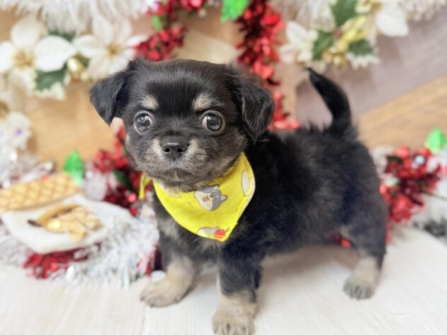 高知県のハーフ犬・ミックス犬 (ワンキャラット アミーゴ高知店/2025年9月8日生まれ/男の子/ブラックタン)の子犬の3枚目の画像