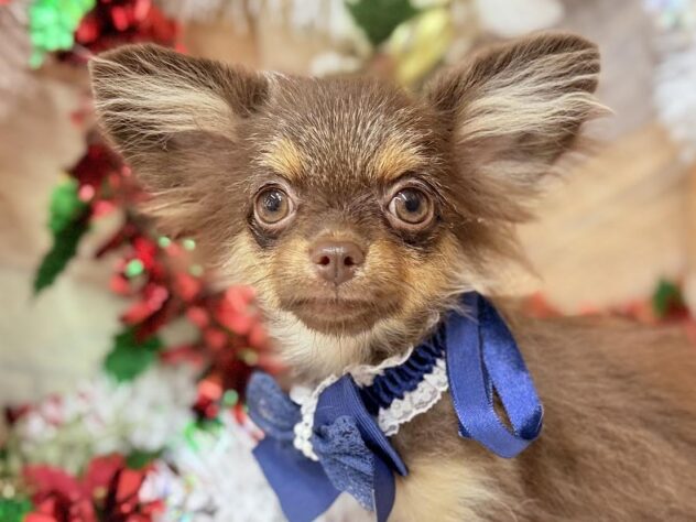 高知県のハーフ犬・ミックス犬 (ワンキャラット アミーゴ高知店/2025年6月19日生まれ/男の子/チョコレートタン)の子犬の1枚目の画像