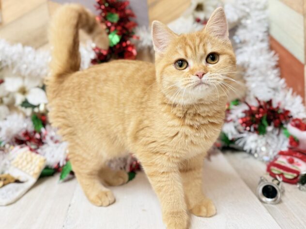 高知県のマンチカン (ワンキャラット アミーゴ高知店/2025年6月1日生まれ/女の子/レッドマッカレルタビー)の子猫の2枚目の画像