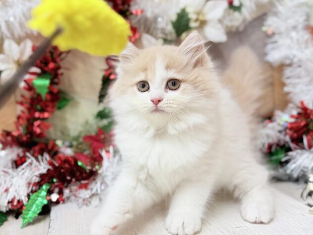 高知県のスコティッシュフォールド (ワンキャラット アミーゴ高知店/2025年9月6日生まれ/女の子/クリームホワイト)の子猫の3枚目の画像