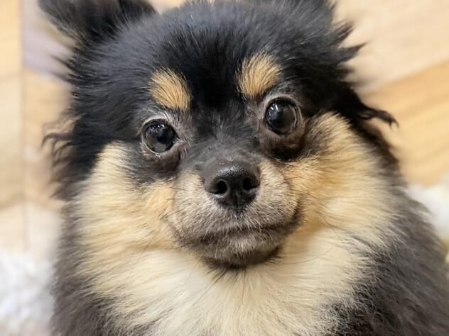 高知県のポメラニアン (ワンキャラット アミーゴ高知店/2025年4月17日生まれ/女の子/ブラックタン)の子犬の1枚目の画像