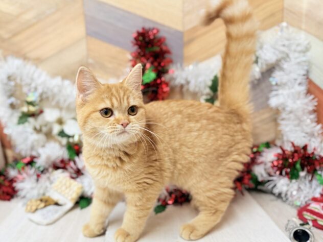 高知県のマンチカン (ワンキャラット アミーゴ高知店/2025年6月1日生まれ/女の子/レッドマッカレルタビー)の子猫の3枚目の画像