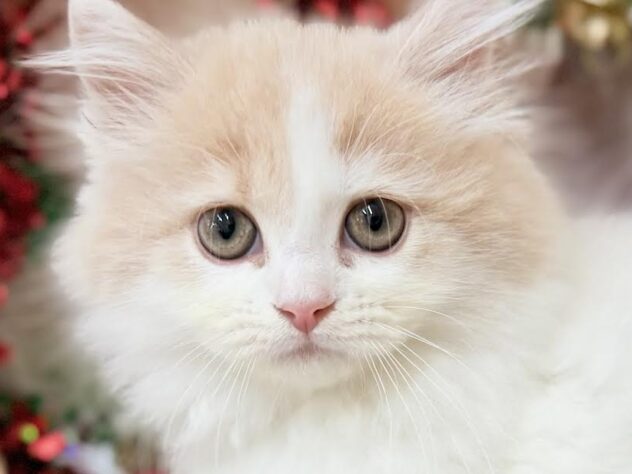 高知県のスコティッシュフォールド (ワンキャラット アミーゴ高知店/2025年9月6日生まれ/女の子/クリームホワイト)の子猫の1枚目の画像