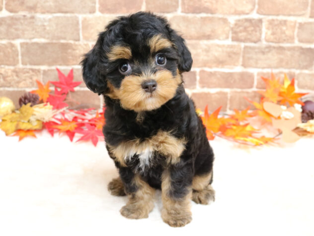 広島県のトイプードル(トイ) (アミーゴ西条店/2025年9月14日生まれ/女の子/ブラックタン)の子犬の1枚目の画像