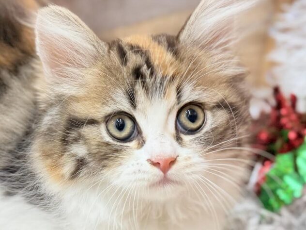 高知県のミヌエット (ワンキャラット アミーゴ高知店/2025年9月14日生まれ/女の子/ブラウンパッチドタビーホワイト)の子猫の1枚目の画像