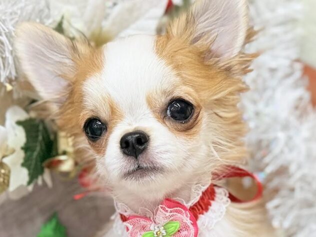 高知県のチワワ(ロング) (ワンキャラット アミーゴ高知店/2025年7月17日生まれ/女の子/レッドホワイト)の子犬の1枚目の画像