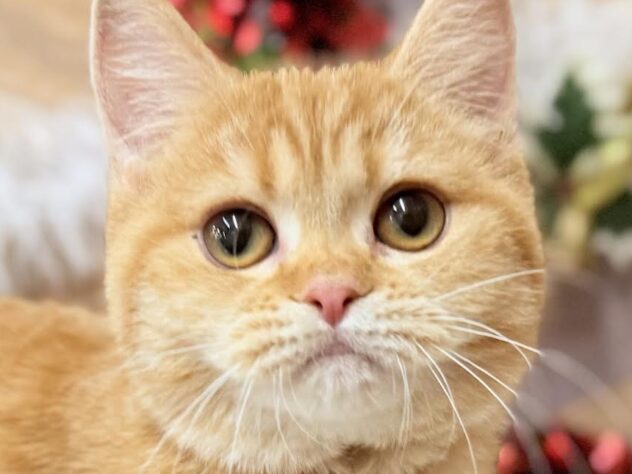 高知県のマンチカン (ワンキャラット アミーゴ高知店/2025年6月1日生まれ/女の子/レッドマッカレルタビー)の子猫の1枚目の画像