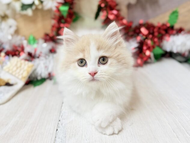 高知県のスコティッシュフォールド (ワンキャラット アミーゴ高知店/2025年9月6日生まれ/女の子/クリームホワイト)の子猫の2枚目の画像