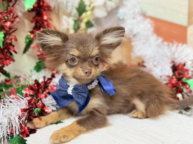 高知県のハーフ犬・ミックス犬 (ワンキャラット アミーゴ高知店/2025年6月19日生まれ/男の子/チョコレートタン)の子犬の2枚目の画像