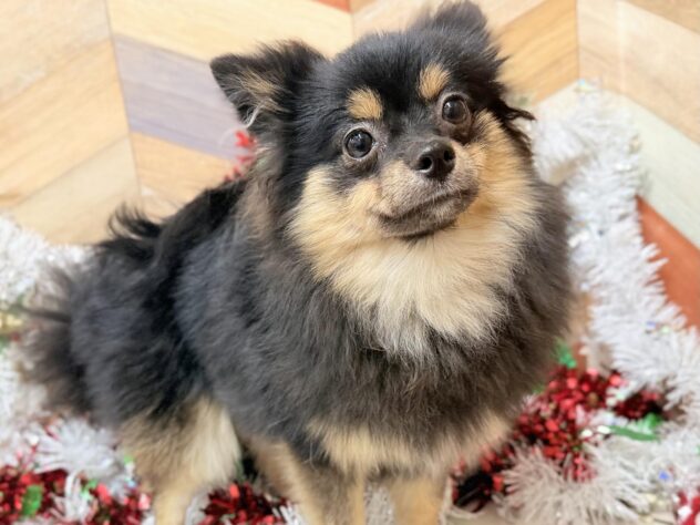 高知県のポメラニアン (ワンキャラット アミーゴ高知店/2025年4月17日生まれ/女の子/ブラックタン)の子犬の2枚目の画像