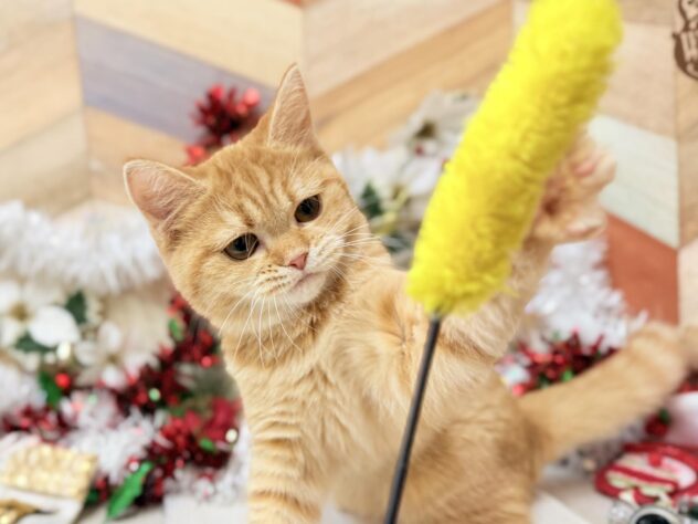 高知県のマンチカン (ワンキャラット アミーゴ高知店/2025年6月1日生まれ/女の子/レッドマッカレルタビー)の子猫の4枚目の画像