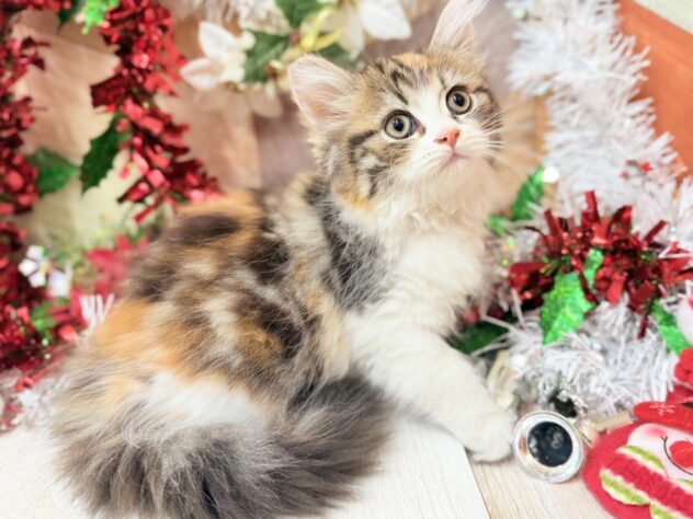 高知県のミヌエット (ワンキャラット アミーゴ高知店/2025年9月14日生まれ/女の子/ブラウンパッチドタビーホワイト)の子猫の2枚目の画像