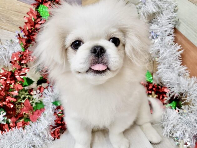 高知県のペキニーズ (ワンキャラット アミーゴ高知店/2025年6月19日生まれ/男の子/パーティーカラー)の子犬の2枚目の画像