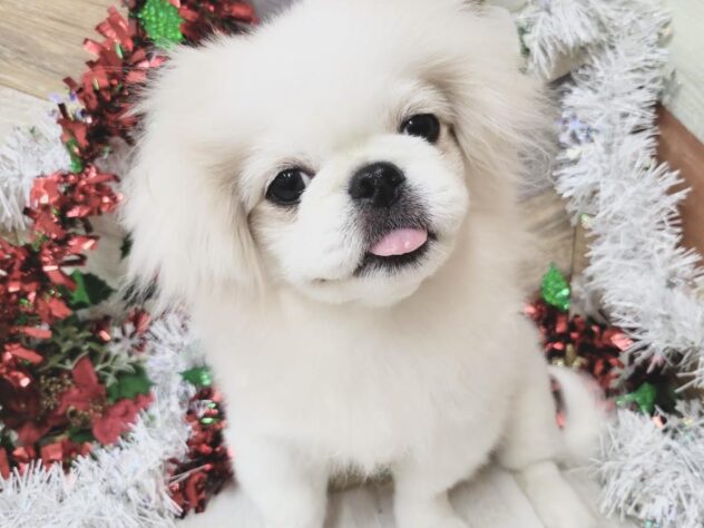 高知県のペキニーズ (ワンキャラット アミーゴ高知店/2025年6月19日生まれ/男の子/パーティーカラー)の子犬の3枚目の画像