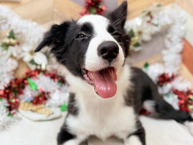 高知県のボーダーコリー (ワンキャラット アミーゴ高知店/2025年7月8日生まれ/男の子/ブラックホワイト)の子犬の3枚目の画像