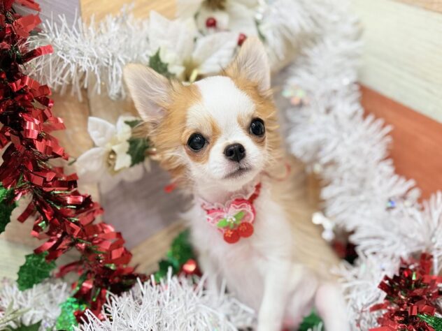 高知県のチワワ(ロング) (ワンキャラット アミーゴ高知店/2025年7月17日生まれ/女の子/レッドホワイト)の子犬の2枚目の画像